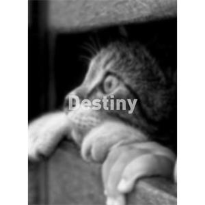 Destiny--电影--中国--剧情--高清