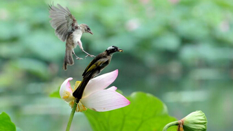 马兰花里的兔宝宝