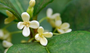 有一种友谊像桂花