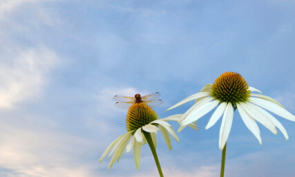 空中芳邻