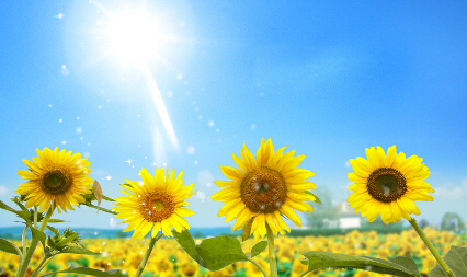 别拧着太阳的方向