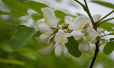 错过花期